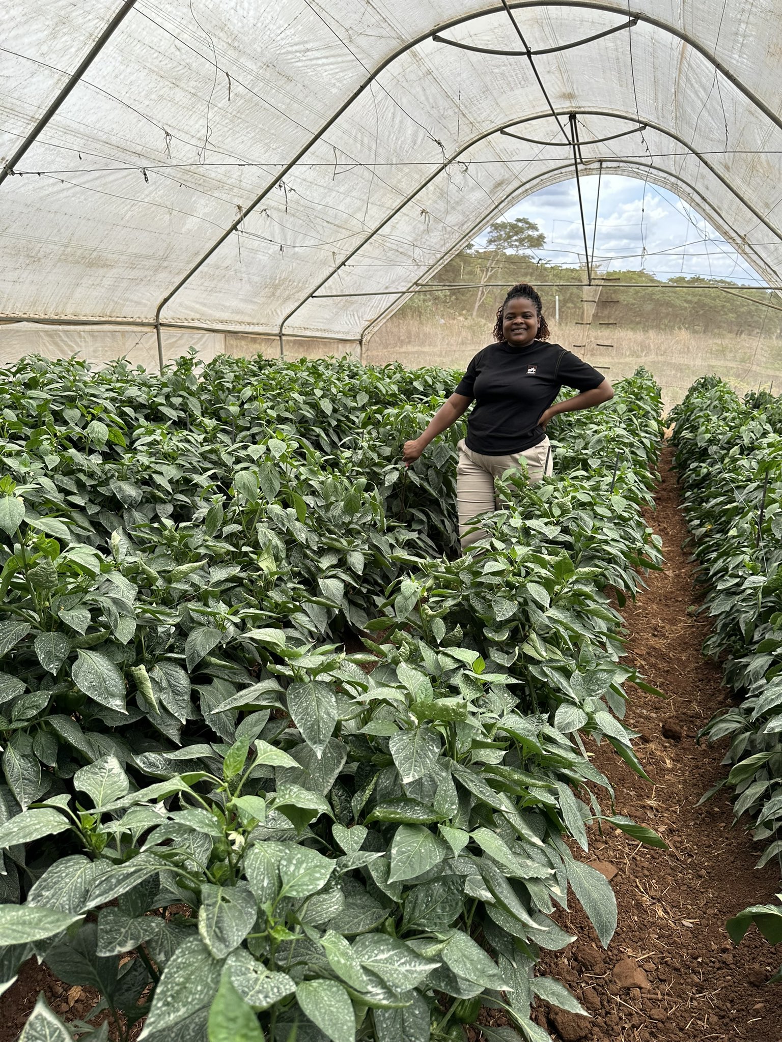 Lucy Kundai Zvaraya: Zimbabwe’s Agronomy Queen Advancing Horticulture and IPM